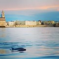 Un delfino nelle acque di Trani: il video fa il giro del web