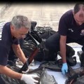 Traffico di droga e armi: nella rete dei carabinieri anche un pregiudicato di Trani