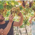 Vinificazione dei vini dolci: intervista a Domenico Valente, giovane vitivincoltore tranese