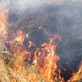 Trani, a fuoco le sterpaglie a ridosso della 16 bis