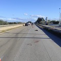 Incidente sulla ex provinciale 231: investito e ucciso un cane, lievi ferite per la conducente