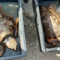 A Trani si celebra il mare: liberate due tartarughe  "caretta caretta "
