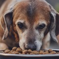 Torna a Trani "Aggiungi un nonno a tavola ": cibo gratis per un anno a chi adotta un cane o gatto anziano