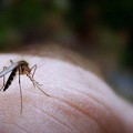 Clima, Coldiretti Puglia: 2020 anno più caldo, invasione insetti  "alieni " per tropicalizzazione