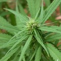 Una coltivazione di marijuana in una cantina scoperta dai Carabinieri di Trani