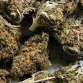 In casa con un chilo di marijuana: arrestato 26enne