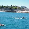 Oggi a Trani la diciannovesima edizione della gara di nuoto, Natalonga