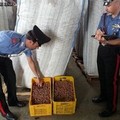 Operazione dei Carabinieri di Trani: recuperati 240 quintali di nocciole rubate