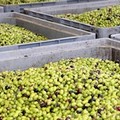 Domenica cantine e frantoi aperti in Puglia