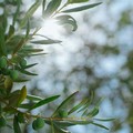 Richiesta di interventi urgenti per il nuovo focolaio di Xylella