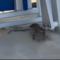 Grosso topo tra i bagnanti sulla spiaggia di Colonna: paura e proteste tra i presenti