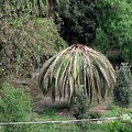 Nel giardino Telesio una palma infestata da punteruolo