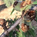 Invasione di pappagalli verdi nelle campagne di Bari e provincia, Coldiretti: «A rischio mandorle e frutta»