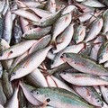 Promozione dei prodotti ittici a km zero, Di  Leo: «Approfittiamo dei contributi straordinari»