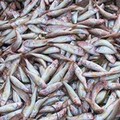 Natale sicuro, sequestrati a Bari 532.000 chilogrammi di prodotti ittici