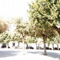  "Com'era verde quella piazza ": ora alberi secchi e crescita selvaggia in piazza della Repubblica