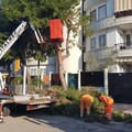Verde pubblico, rimossi i pini in via Bari e piantumati cento nuovi esemplari