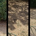 IReport | Piazza Martiri di Via Fani nel degrado: tra rifiuti, cibo avariato e topi scatta l'allarme dei residenti