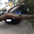 Albero cade su auto, dramma sfiorato in via Borsellino