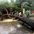 Maltempo a Trani: in viale De Gemmis grosso pino abbattuto dal vento