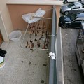 Animali "stesi " in corso Manzoni: è pollo