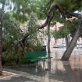 Crolla grosso ramo di albero in piazza Gradenigo, miracolosamente illeso un giovane