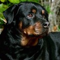 Bambina azzannata da rottweiler, non c'è ancora una denuncia