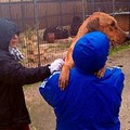 Associazioni animaliste a lavoro per salvare i cani del Dogs's Hostel di Trani