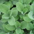 Salvati dalla salvia