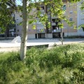Quartiere Sant'Angelo in preda al degrado, la denuncia del consigliere Branà (M5S)