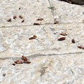 Topi e scarafaggi in giro per Trani, tante segnalazioni
