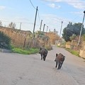 Due grossi cinghiali avvistati nelle campagne di Trani