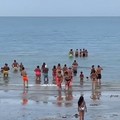 La danza dei delfini nel mare di Trani incanta ancora