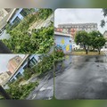Trani, nuovi abbattimenti di alberi alla scuola “Mons. Petronelli”