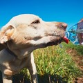 Ondata di caldo torrido, il vademecum di Enpa per gli animali