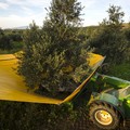 Agricoltura, dal Ministero le agevolazioni per lo sviluppo delle aziende