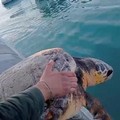 A Trani tornano in mare le tartarughe salvate dal WWF