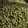 Si chiude con successo la campagna di raccolta olive grazie ai furti sventati dalle Guardie Rurali di Trani