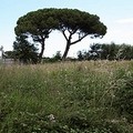 Lavori urgenti di bonifica ambientale in via Turrisana e via Falcone