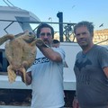 Tartaruga marina salvata da un motopesca tranese al largo di Margherita
