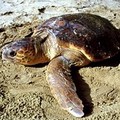 La Guardia Costiera salva una tartaruga Caretta Caretta