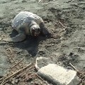Recuperate due tartarughe spiaggiate sulla costa tranese