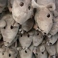 Troppi topi morti in giro per la città