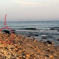 IReport – Avvistato un lupo a Boccadoro alle prime luci dell'alba: crescono le segnalazioni nella BAT