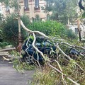 Precipitazioni sparse e vento di Scirocco a Trani: i primi danni e l'allerta meteo in corso