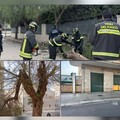 Trani sferzata dal vento: alberi e calcinacci giù, scoppia la polemica sul verde pubblico