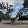Alberi monumentali di Puglia, arriva il sì anche per il carrubo di via Duchessa d'Andria a Trani