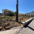 Ambiente | La Pinetina dei Cappuccini rasa al suolo: la lista Guarriello inchioda il nuovo assessore al verde