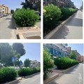 Corso Manzoni, richiesta urgente di intervento sullo spartitraffico. Michele Centrone (Trani Libera) : "La vegetazione mette a rischio la sicurezza "