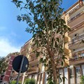SOS verde pubblico a Trani: tre cittadine mappano le criticità degli alberi e chiedono il rispetto del contratto d’appalto